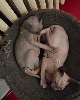 Cuccioli Sphynx