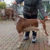Bracco Italiano Roano-Marrone / per monte