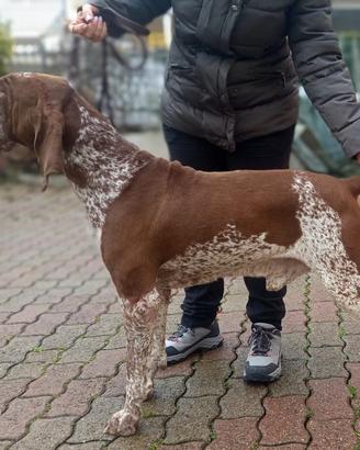 Bracco Italiano Roano-Marrone / per monte