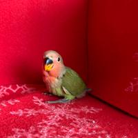 Pulli di Inseparabili