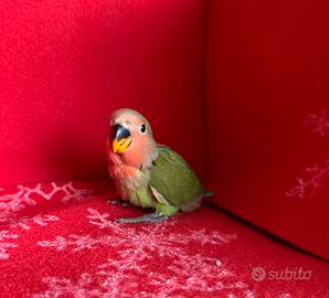 Pulli di Inseparabili