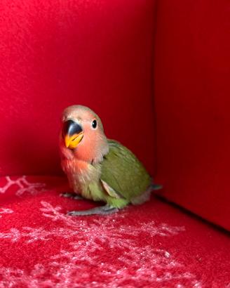 Pulli di Inseparabili