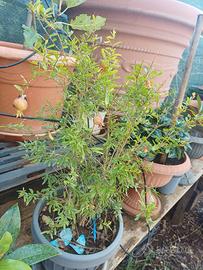 pianta melograno bonsai
