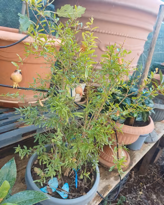 pianta melograno bonsai