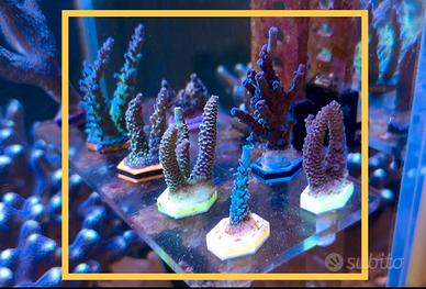 Talee coralli acropora SPS