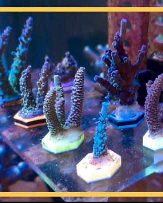 Talee coralli acropora SPS