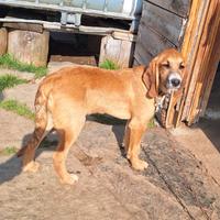 Cuccioli segugio 5 mesi