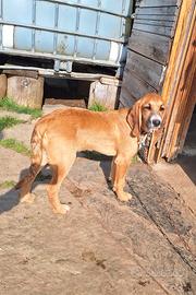 Cuccioli segugio 5 mesi