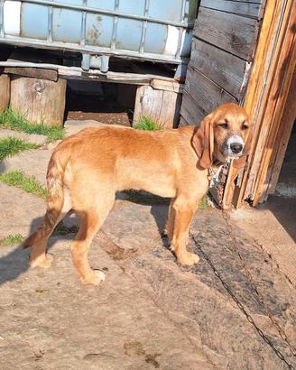 Cucciolo segugio 5 mesi