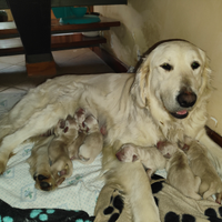 Cuccioli Golden retriever