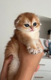 Scottish fold (meno di 2 mesi)