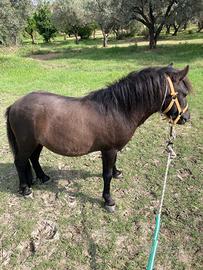 Pony