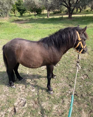 Pony