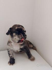 Bulldog francese merlene