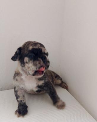 Bulldog francese merlene