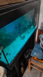 acquario 