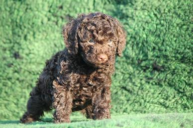 Cuccioli lagotto romagnolo