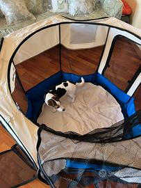 Box pieghevole per cani