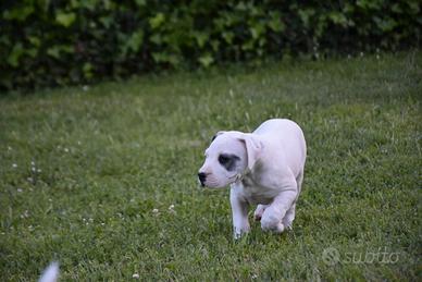 Cuccioli dogo argentino