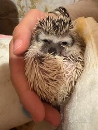 Coppia ricci africani