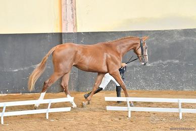 Sella italiana 2 anni