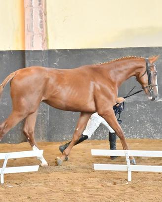 Sella italiana 2 anni