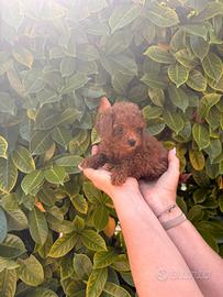 Barboncino cuccioli