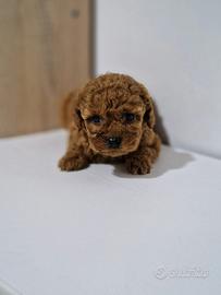Barboncino mini toy