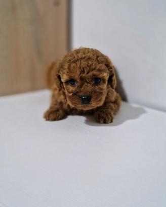 Barboncino mini toy