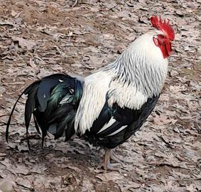 Splendidi Galli disponibili