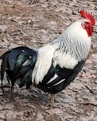 Splendidi Galli disponibili