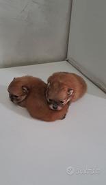 Cuccioli di spitz pomerania toy