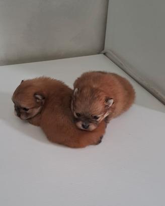 Cuccioli di spitz pomerania toy