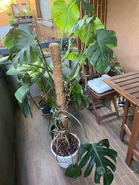 Monstera deliciosa