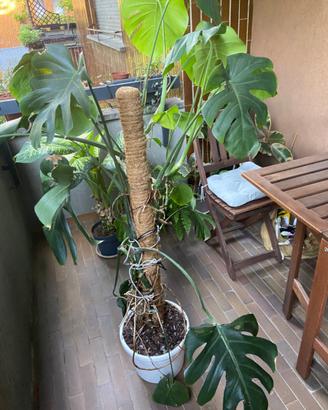 Monstera deliciosa