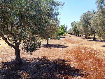 Terreno con piante di ulivo