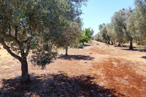 Terreno con piante di ulivo