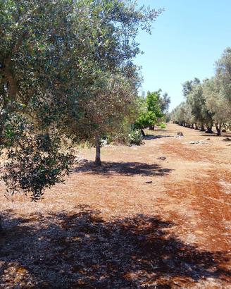 Terreno con piante di ulivo