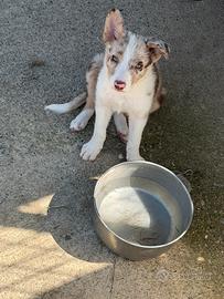 Border Collie Merle