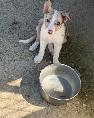 Border Collie Merle