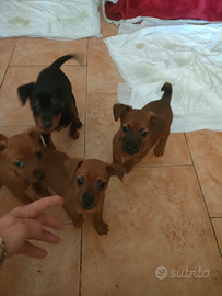 Disponibile una femminuccia di pincher