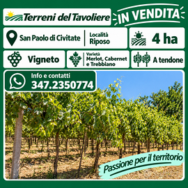 VIGNETO DI 4 HA – SAN PAOLO DI CIVITATE