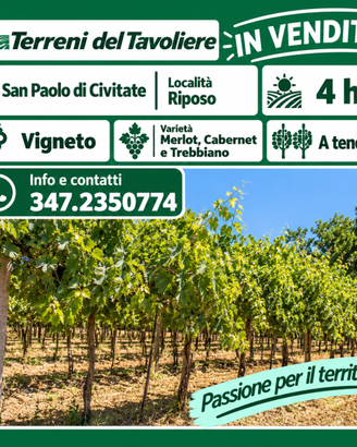 VIGNETO DI 4 HA – SAN PAOLO DI CIVITATE