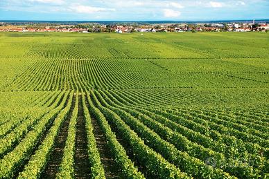 PIANGIPANE: Terreno agricolo