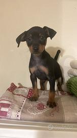 Cucciolata di pinscher