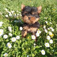 Cucciole Yorkshire femmine