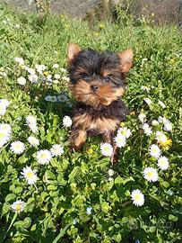 Cucciole Yorkshire femmine