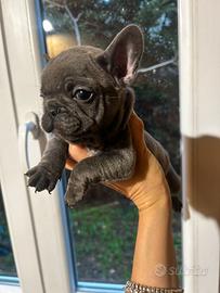 Bulldog francese blu