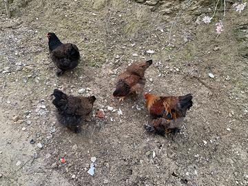 Marans, Auracana, brahma gigante ecc
