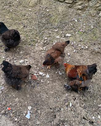 Marans, Auracana, brahma gigante ecc